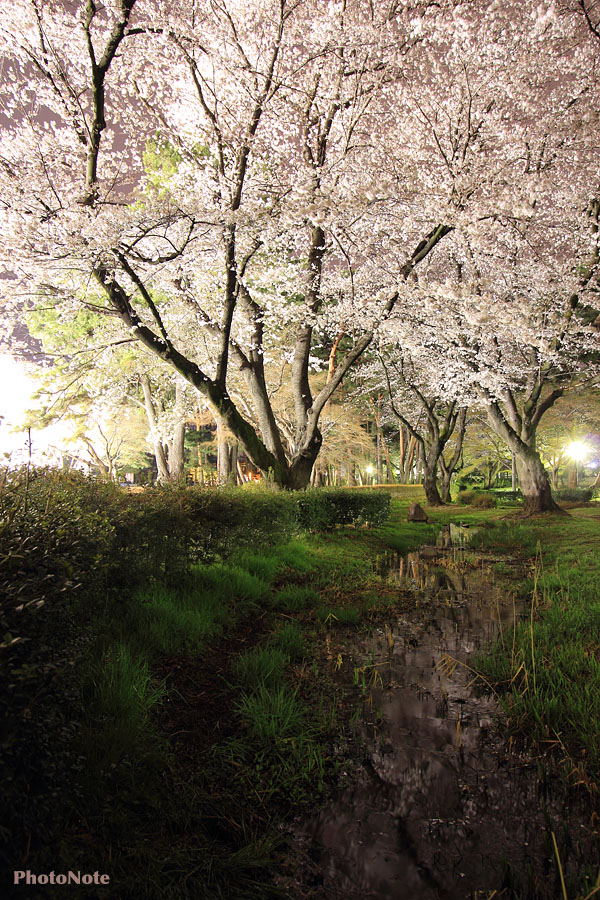宵桜の小川